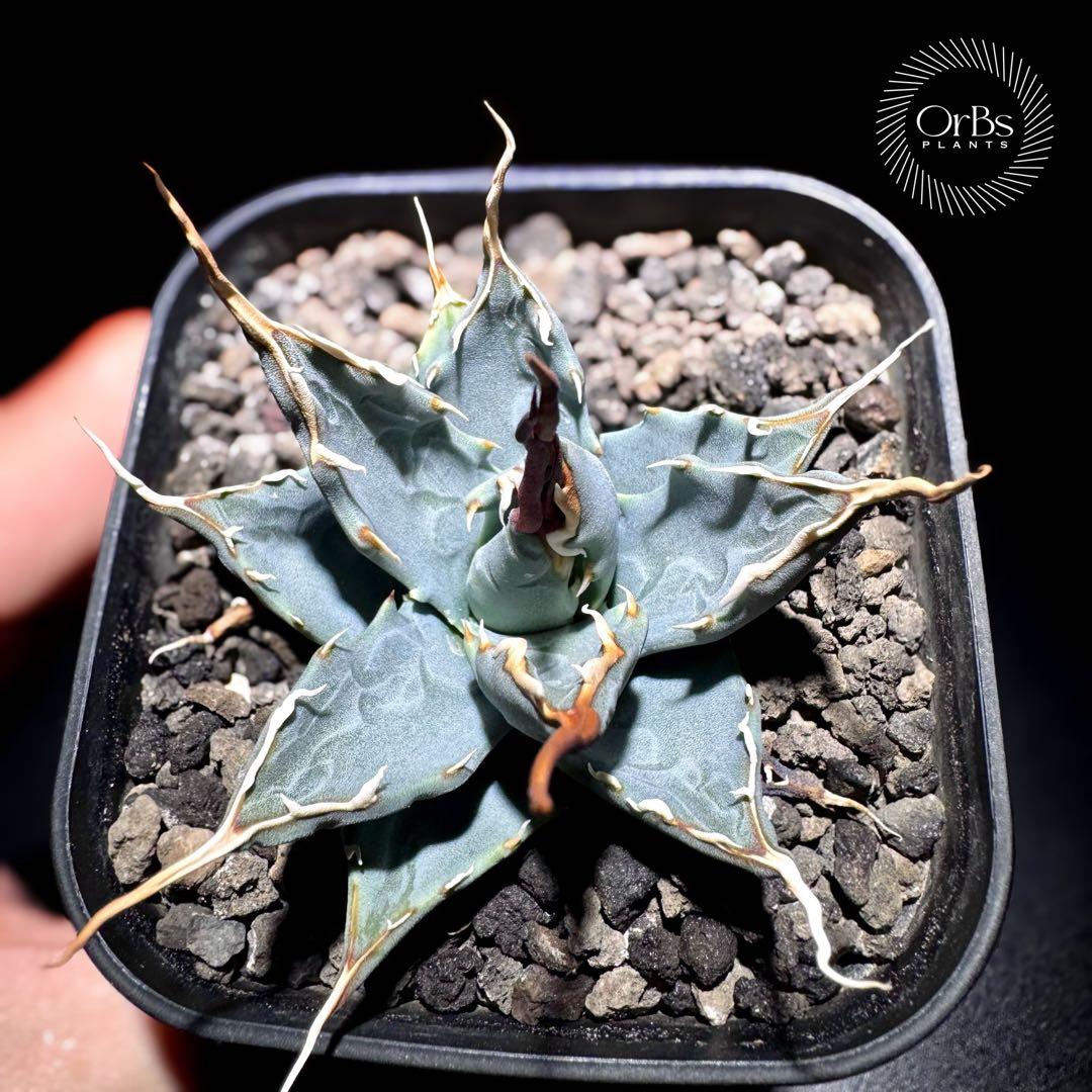 実生】アガベ ユタエンシス エボリスピナ コークスクリュー 美形 微