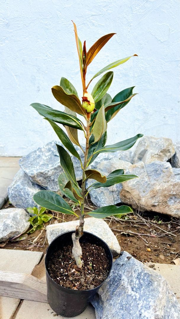 花芽付き♡リトルジェム64cm(鉢底から) - メルカリ