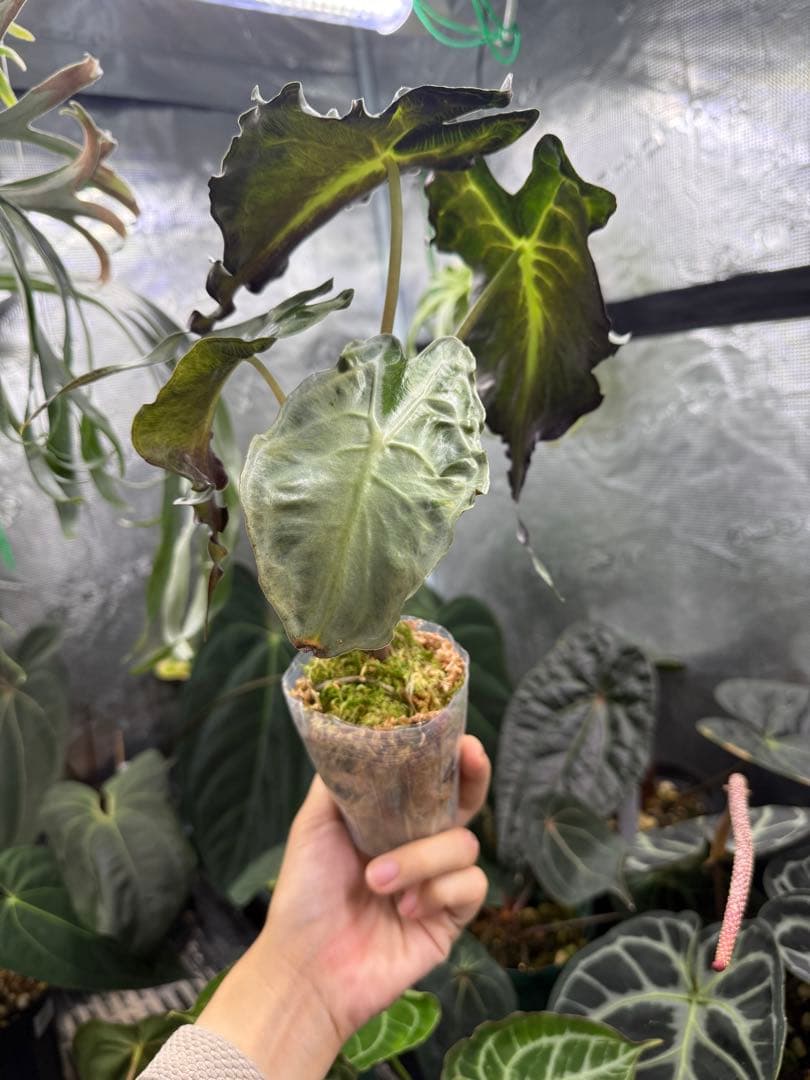 アロカシア ヴェノム Alocasia 'Venom' 管理番号44 - メルカリ