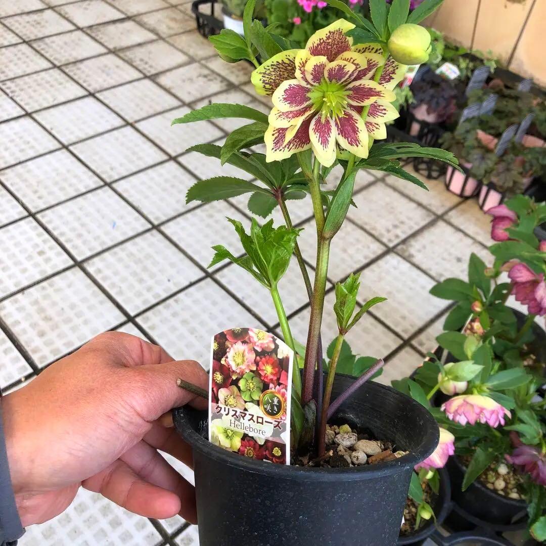 新春大特価 クリスマスローズ 八重 8種セット 豊園芸 花付き現品発送