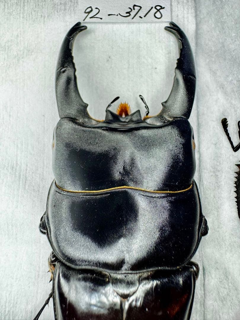 アルキデスヒラタクワガタ 極太個体 標本の通販はau PAY マーケット