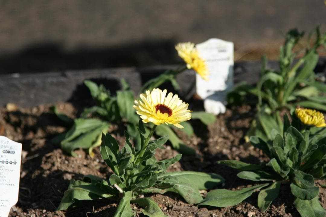 Canon EF24-105/4 L IS USM（動作確認済）