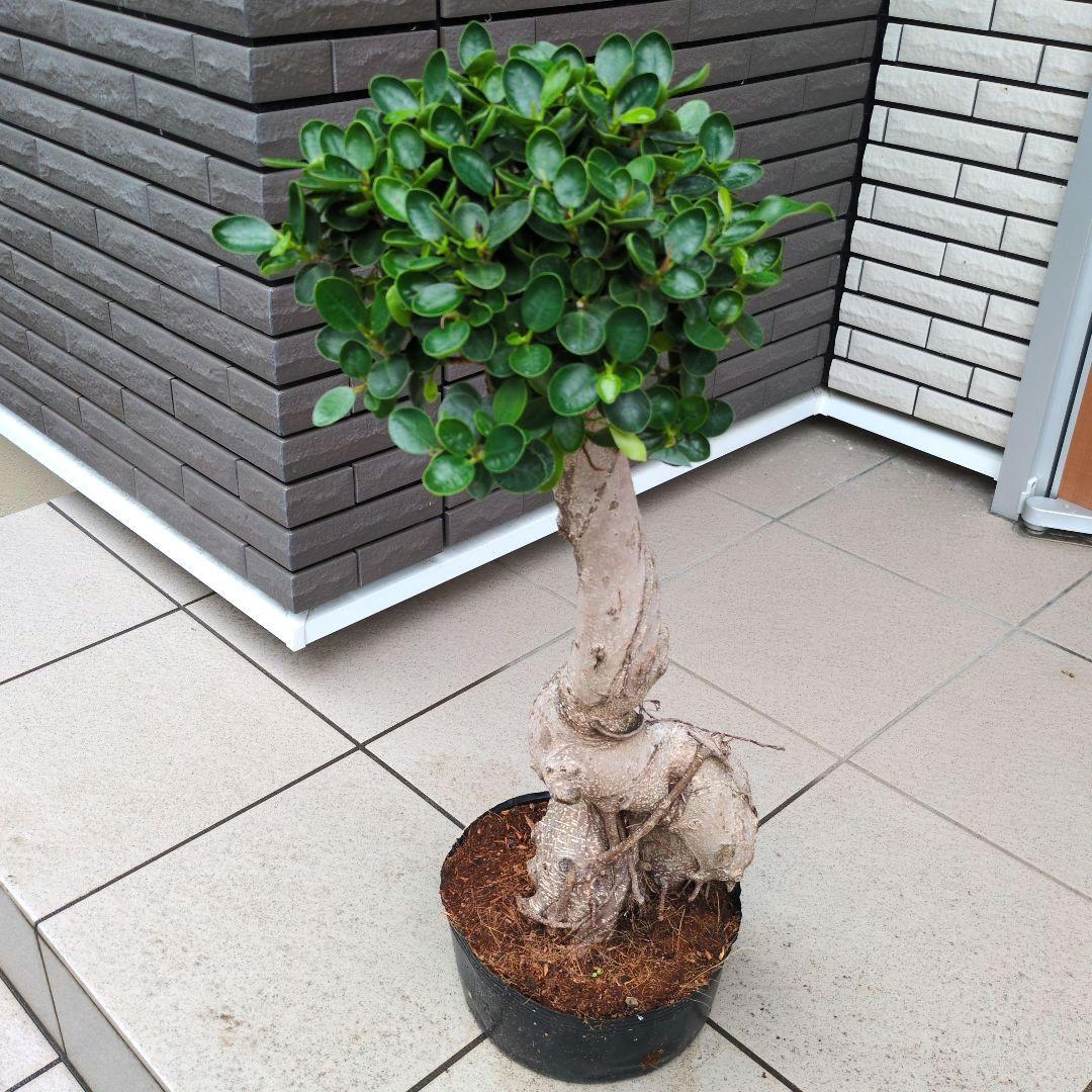 観葉植物 パンダガジュマル 8号ポット 多幸の木 - メルカリ