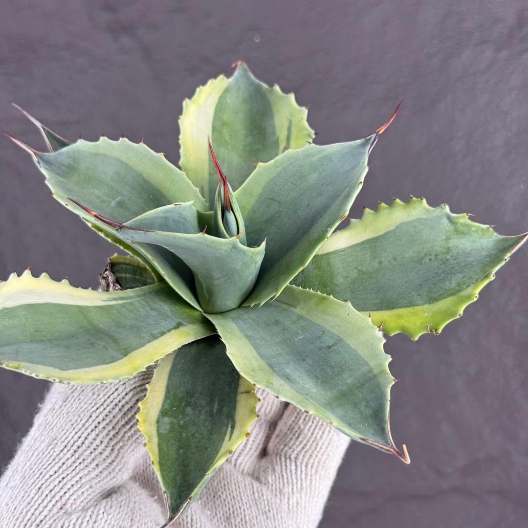 y*y様 【アガベ オバティフォリア“オルカ”】地植え/-18℃まで/極上　L2