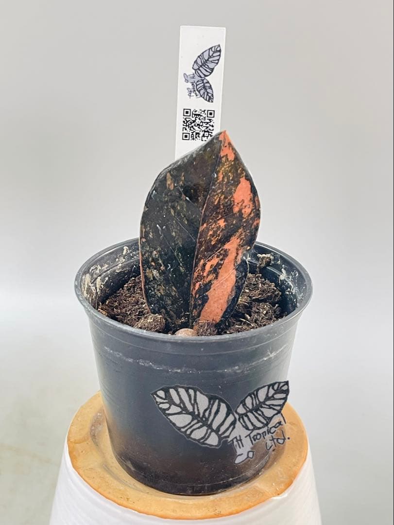 ザミオクルカス ブラック ピンクバリエガータ斑入りZZ plant 12 image.jpg