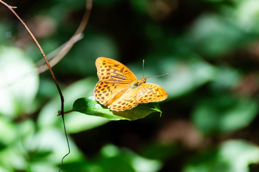 TAMRON 70-300mm f/4.5-6.3 Di Ⅲ RXD