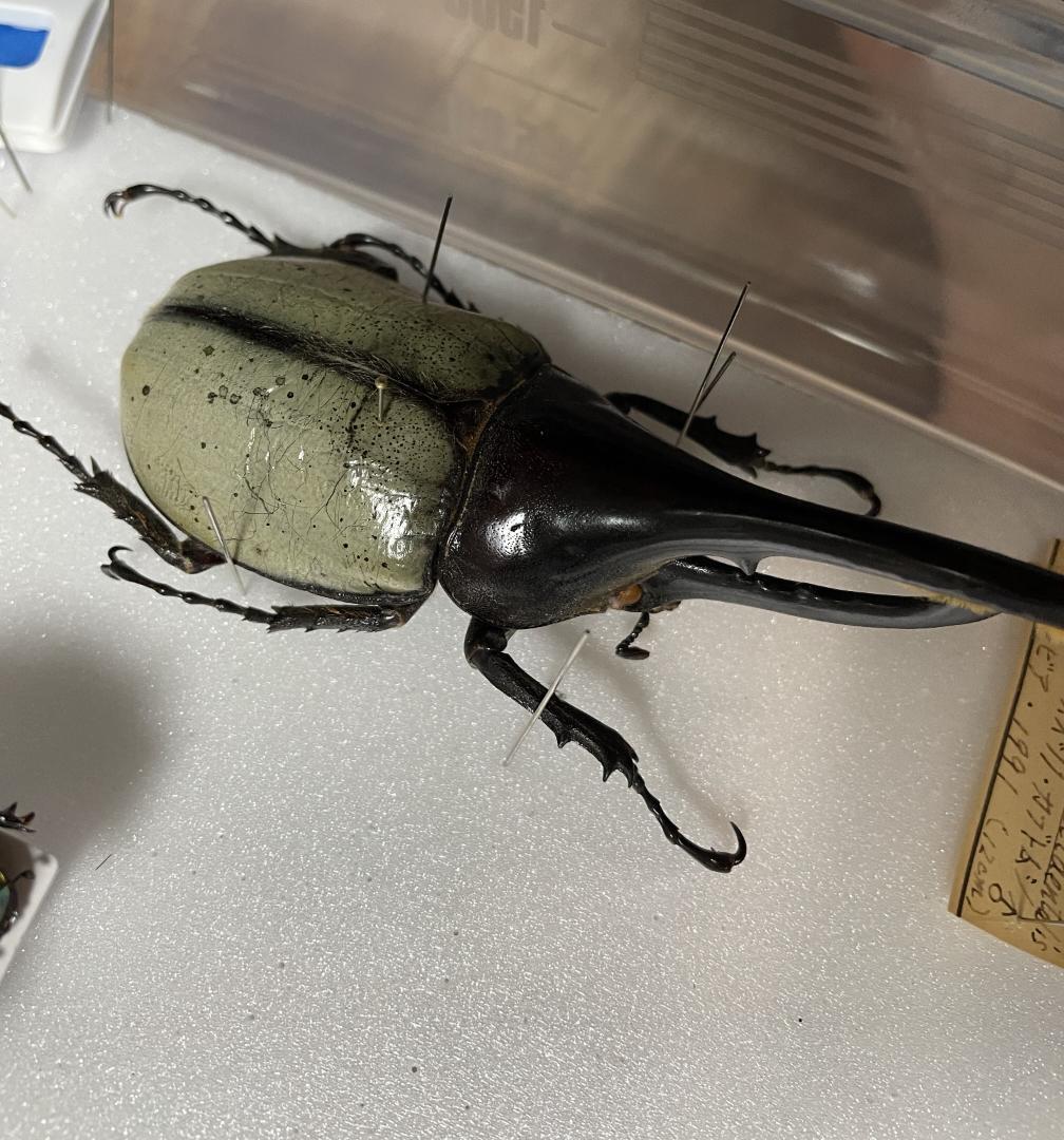 ヘラクレスオオカブト ブルー 標本 野外品 - メルカリ