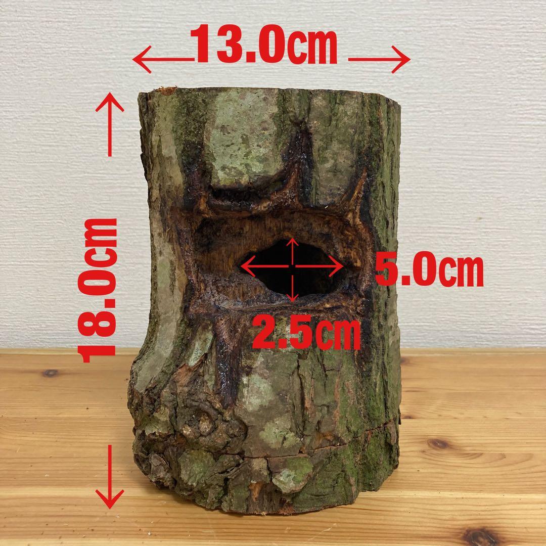 クワガタ隠れ家、樹洞、クワリウム、クワガタテラリウム、登り木、えさ