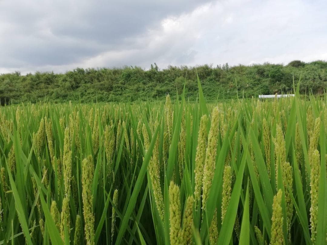 農薬不使用 ハッピーヒル（うるち） 種籾 1キロ 陸稲 黒米の籾200g付き