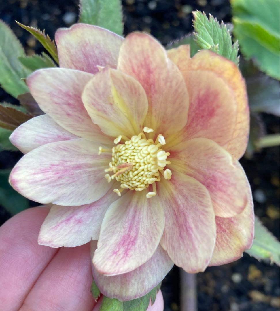 大木ナーセリー クリスマスローズ イリュージョン交配オーレアダブル