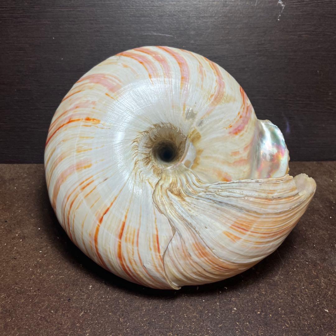 ケ*キ様 激レア 美品 東シナ海産 リュウグウオキナエビス - メルカリ