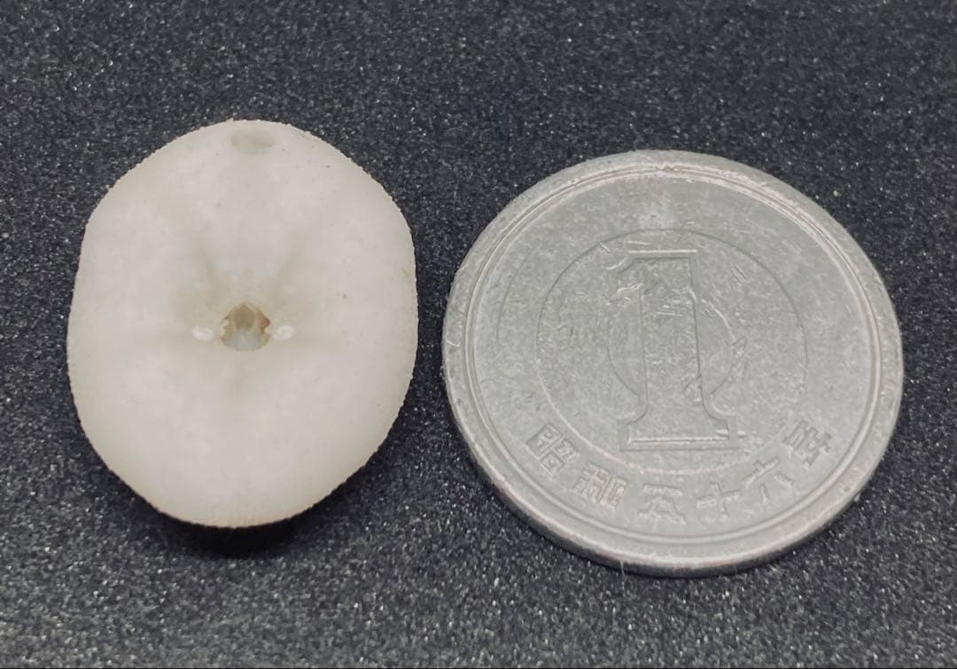 極小タコノマクラ 棘皮動物 ウニ カシパン たこのまくら - メルカリ