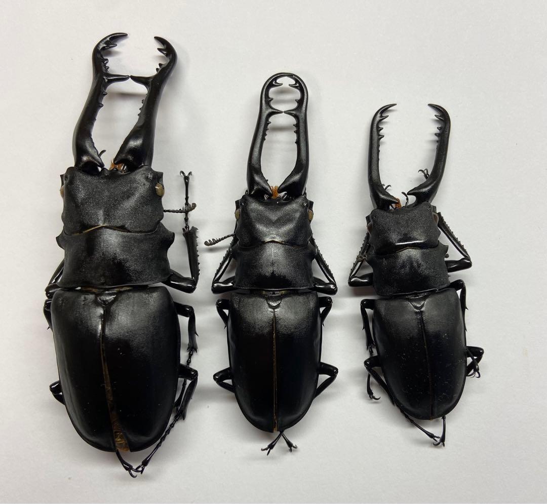 ギラファノコギリクワガタ ケイスケ フローレス島 飼育品 3♂ 昆虫標本