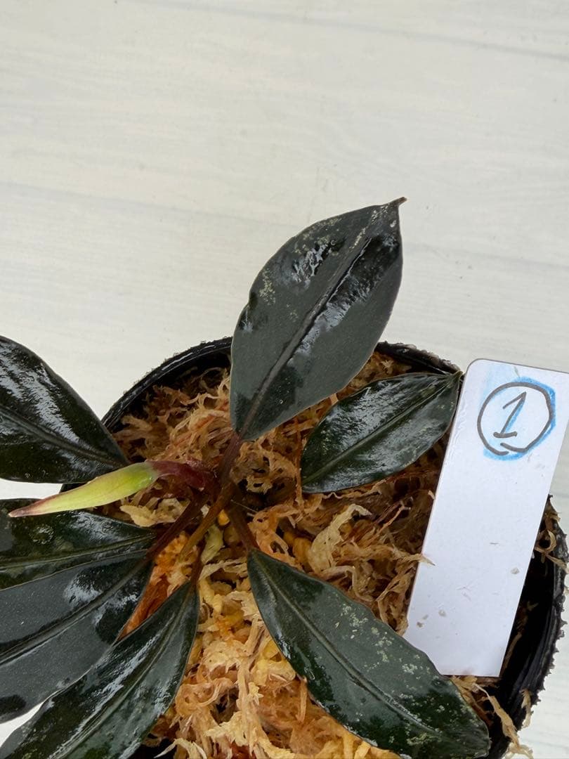 ⭐︎ブセファランドラ モトレィアーナ黒青赤軸絶品個体①パダワン 根