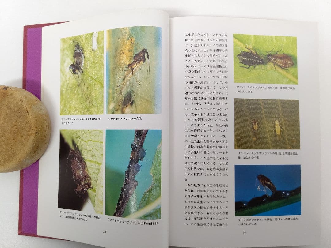 日本原色アブラムシ図鑑』アブラムシ 希少本 稀覯本 森津孫四郎 著