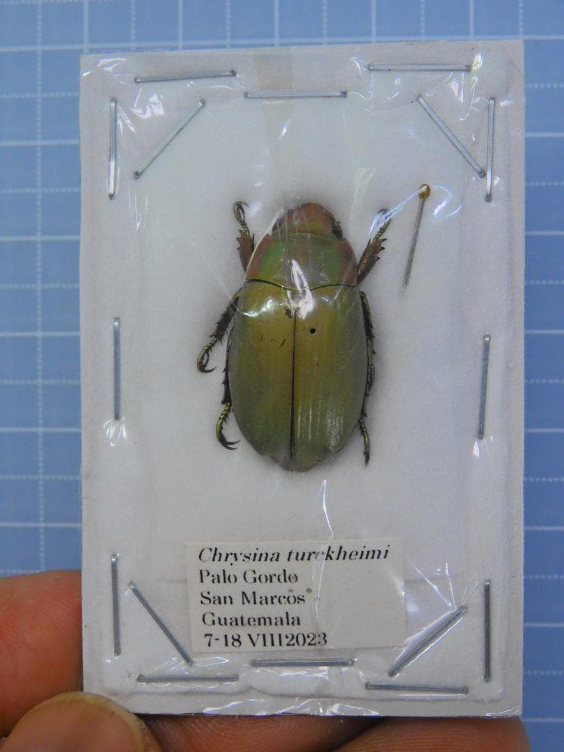 ボリビア産ナンベイオオタガメ113mm(口から給水官)