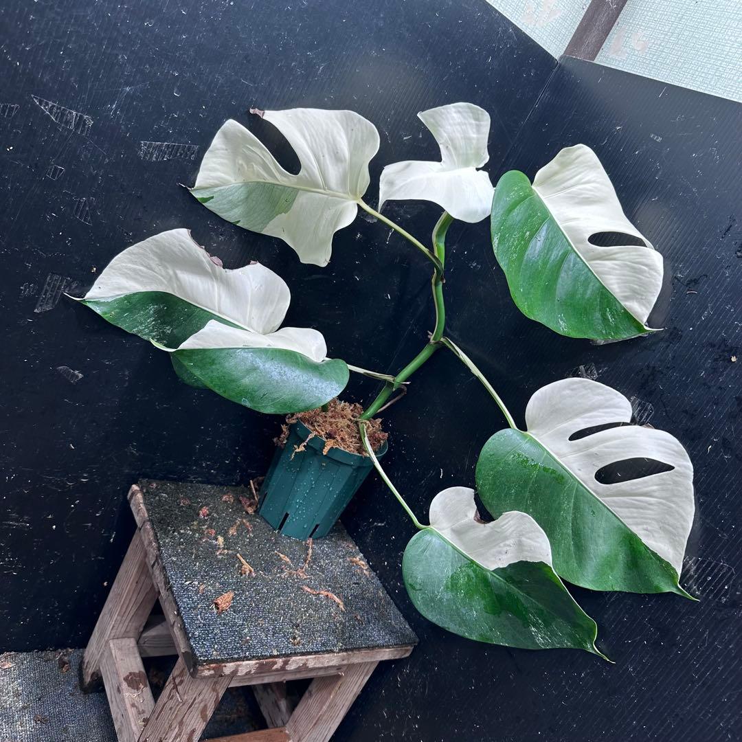 R*様 モンステラ斑入りハーフムーンホワイトタイガー極美斑入り 53cm