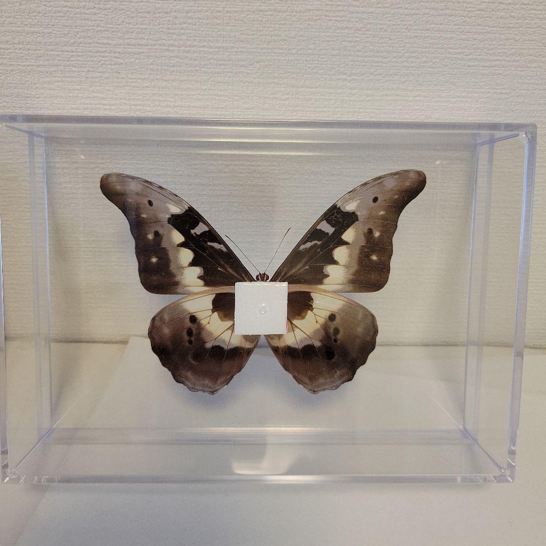 蝶の標本 熱帯の宝石(特珍) - メルカリ