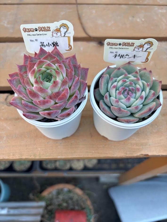 ファームパルク苗 チリピンキー 茜小鶴 札付きポットごと メルカリ便