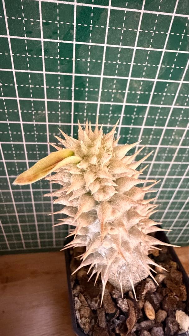 パキポディウム グラキリス 有望実生 株 - メルカリ