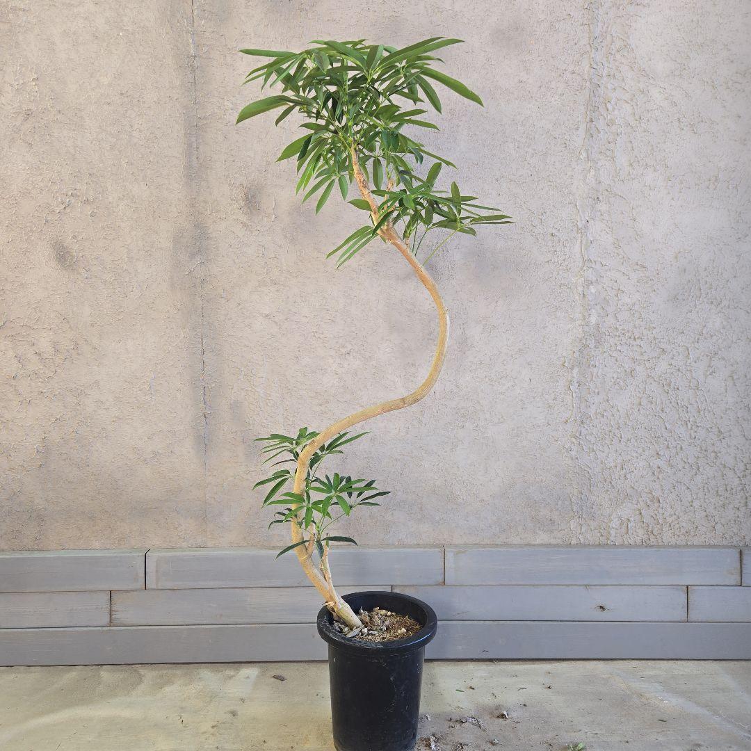 ⑥ シェフレラ アンガスフォリア 8号曲がり仕立て特大苗木最高等級極上