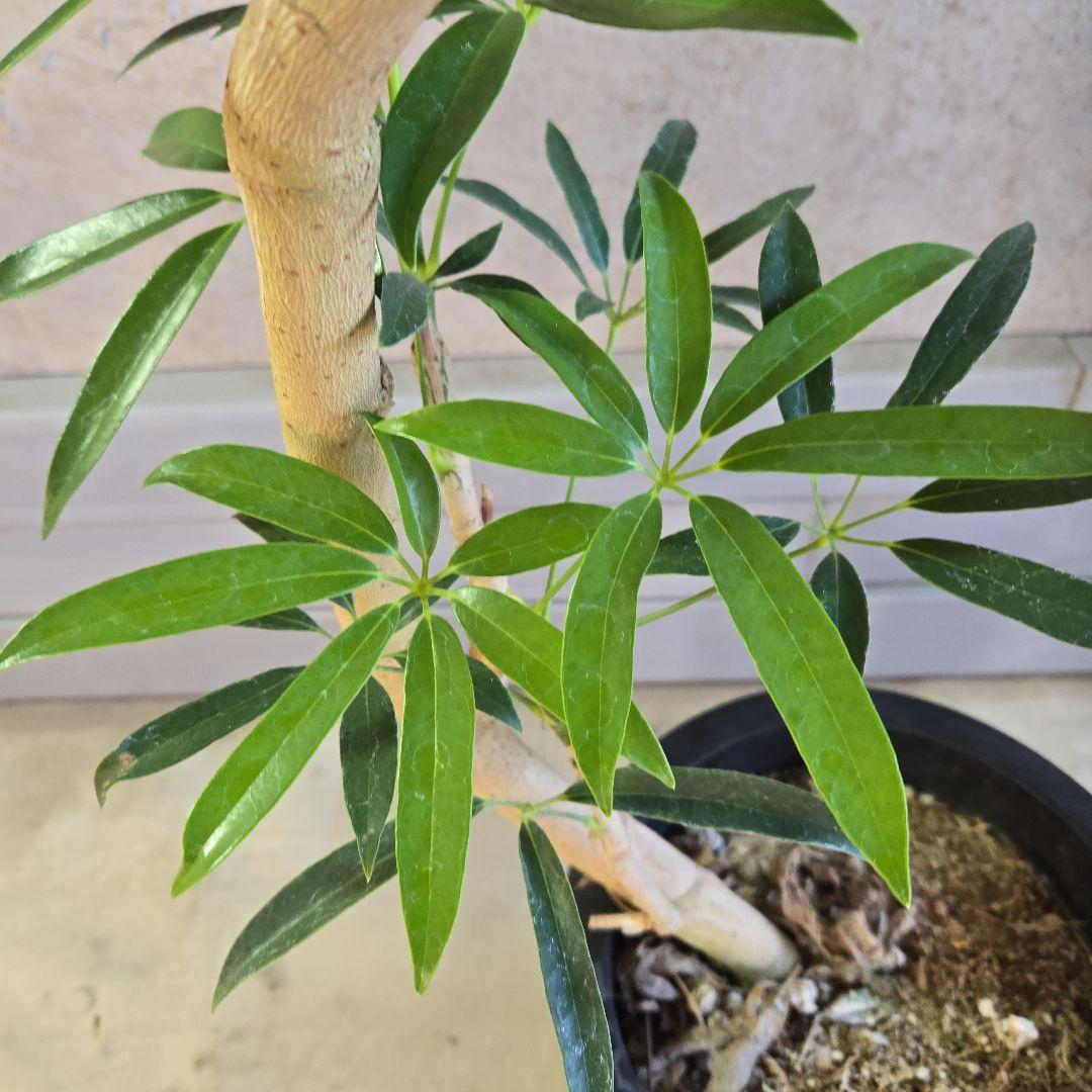 ⑥ シェフレラ アンガスフォリア 8号曲がり仕立て特大苗木最高等級極上