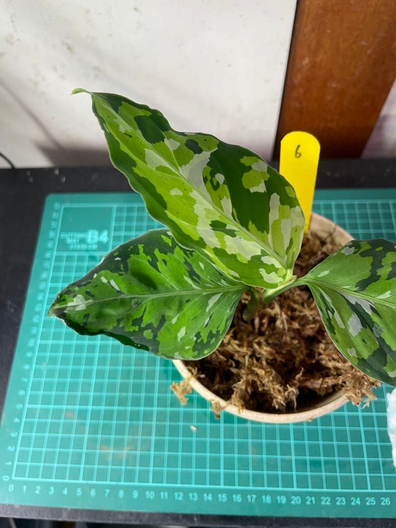 ☆ アグラオネマ アンダマン諸島 ポートブレア 北部地域　出射便 　黄6 ☆