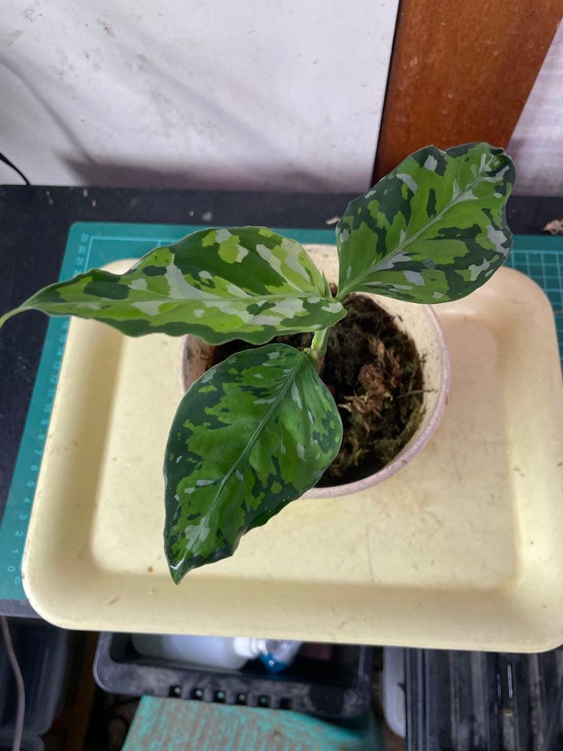 ☆ アグラオネマ アンダマン諸島 ポートブレア 北部地域　出射便 　黄6 ☆