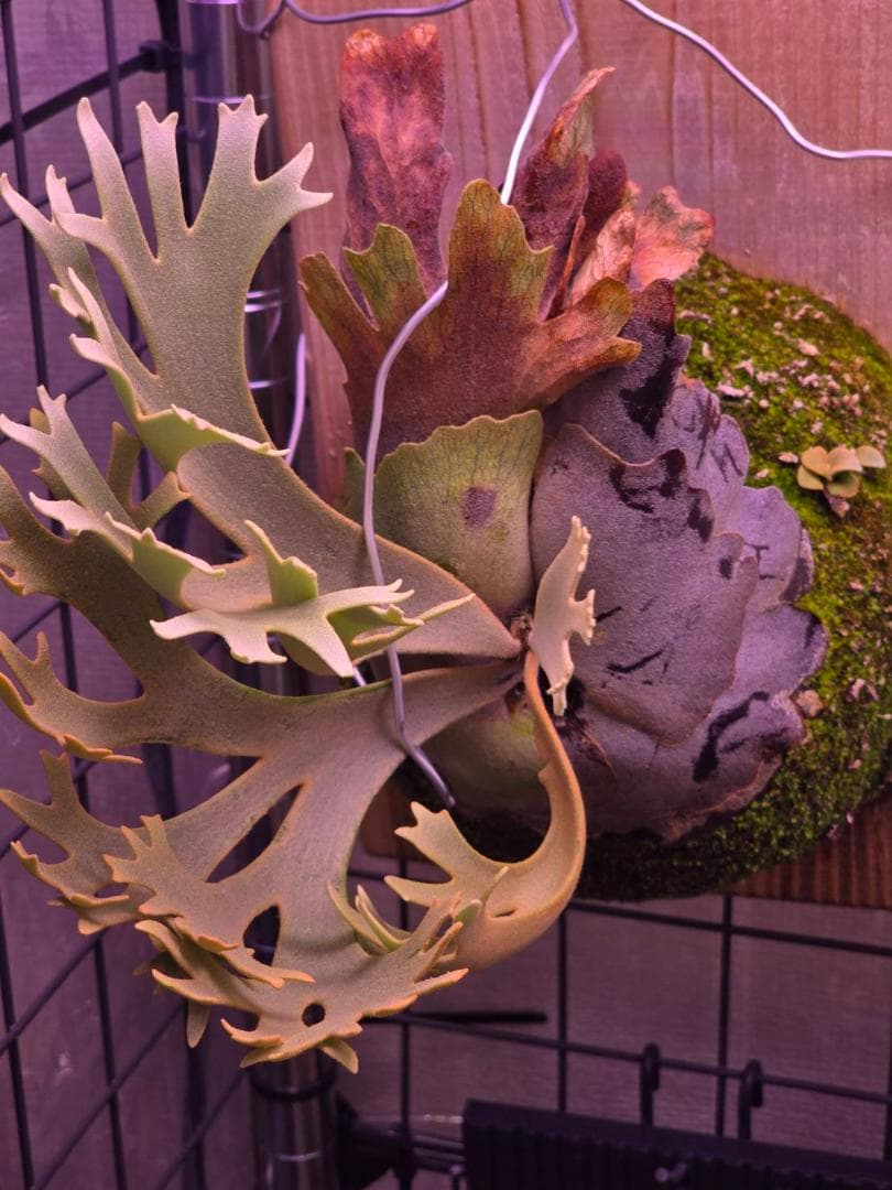 P. willinckii 'nano' pup 所有株OC - メルカリ