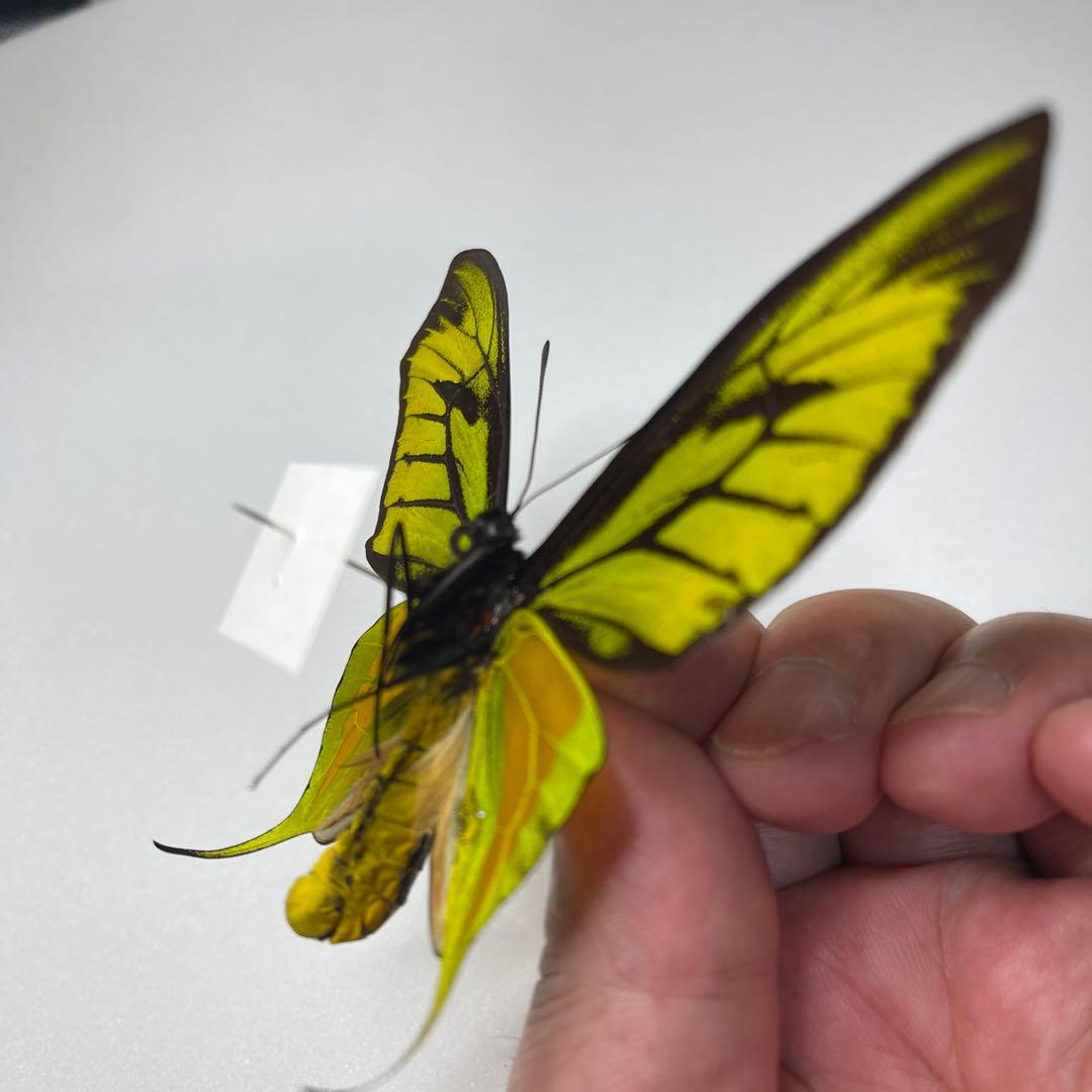 極楽トリバネアゲハ蝶 - メルカリ