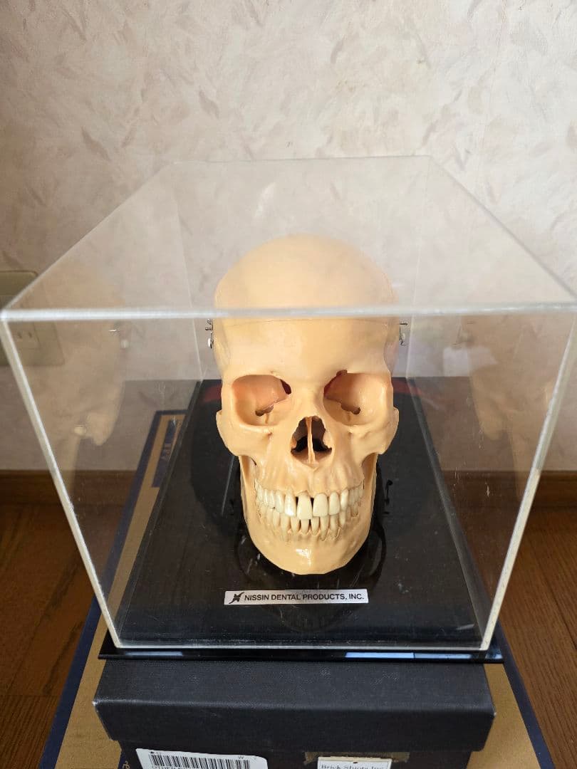 NISSIN DENTAL PRODUCTS 頭蓋骨模型 アンティーク ガイコツ - メルカリ