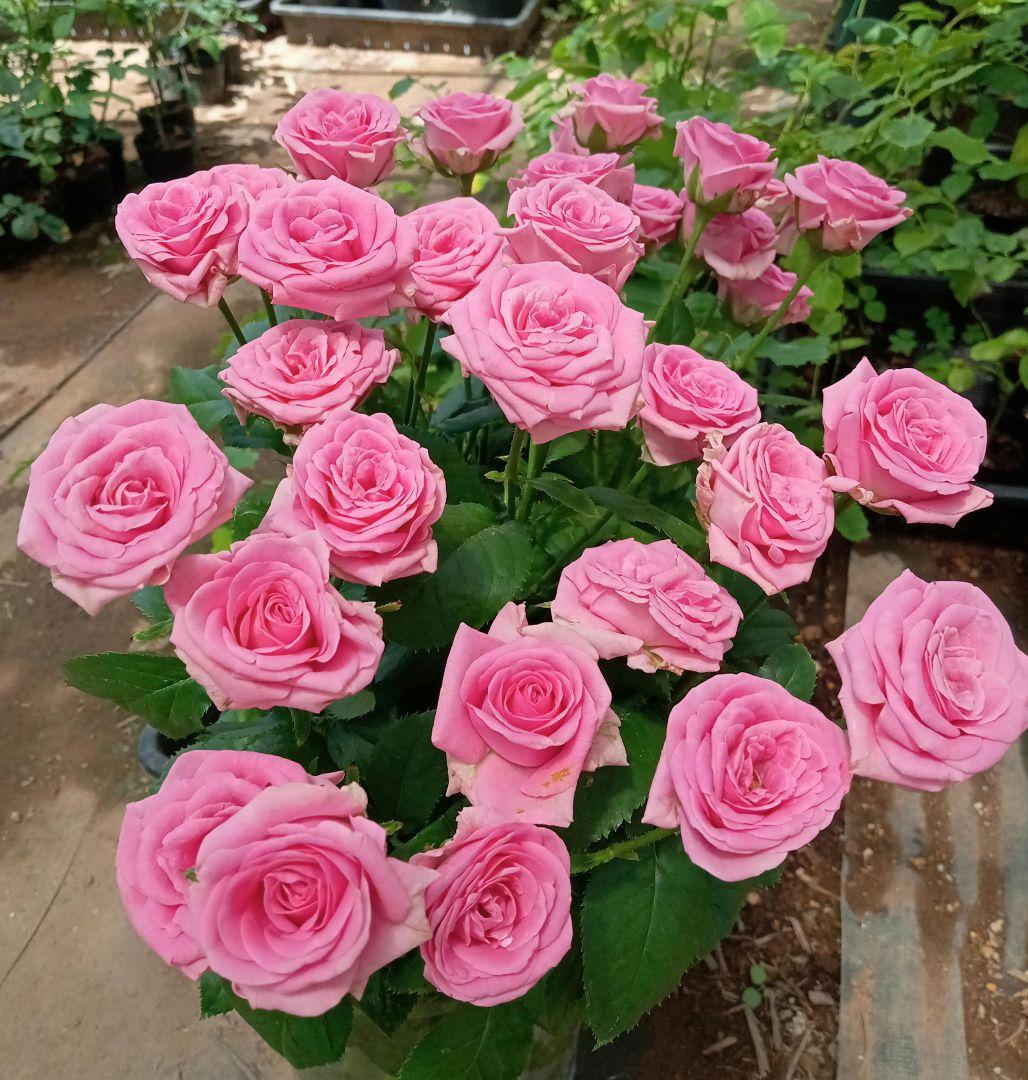 バラ苗(入手困難切り花種) 激レア種 大き目良苗 - メルカリ