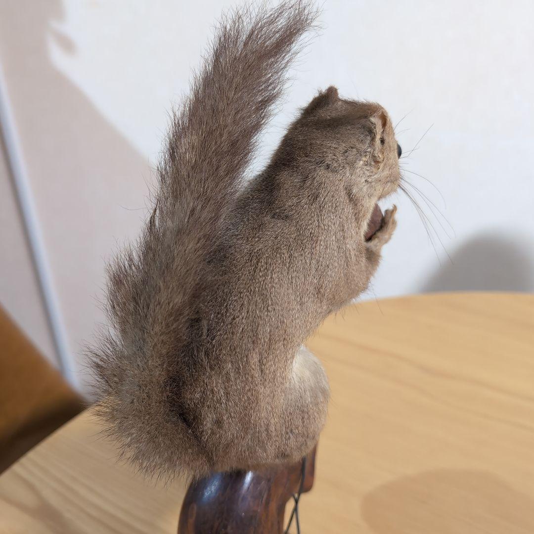 剥製 本物 リス - メルカリ