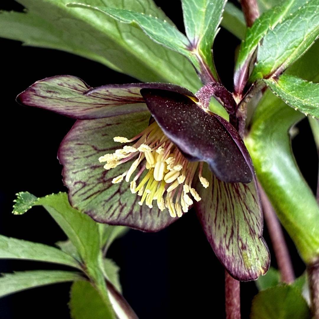 ま*ん様 3548☘️蕾花タグ付き☘️超希少☘️プチドール⭐️小輪⭐️凄ツヤ⭐️