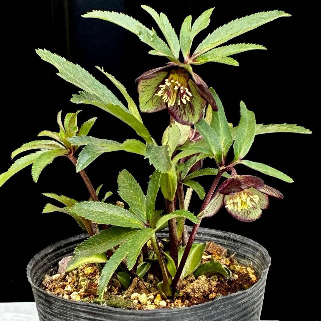 ま*ん様 3548☘️蕾花タグ付き☘️超希少☘️プチドール⭐️小輪⭐️凄ツヤ⭐️