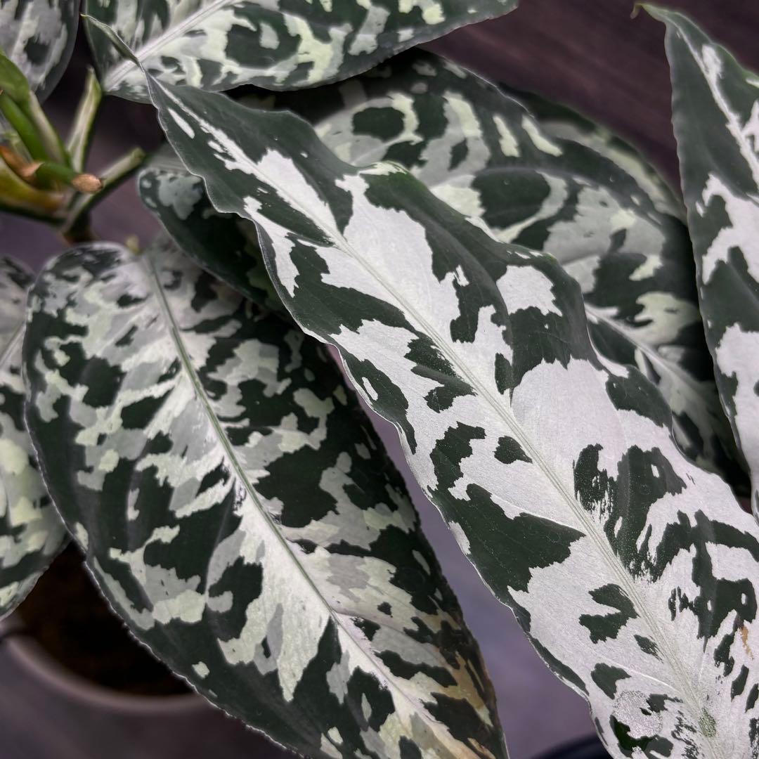 アグラオネマ ピクタム種1粒b2 - メルカリ