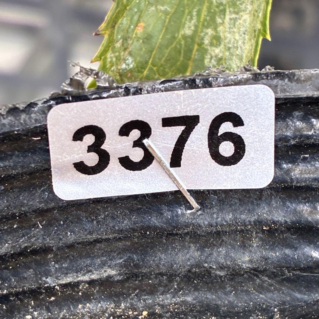 u*0様 ☘️❤️複数❤️蕾付き☘️3376⭐️ぼかし⭐️オーレア⭐️フラッシュ