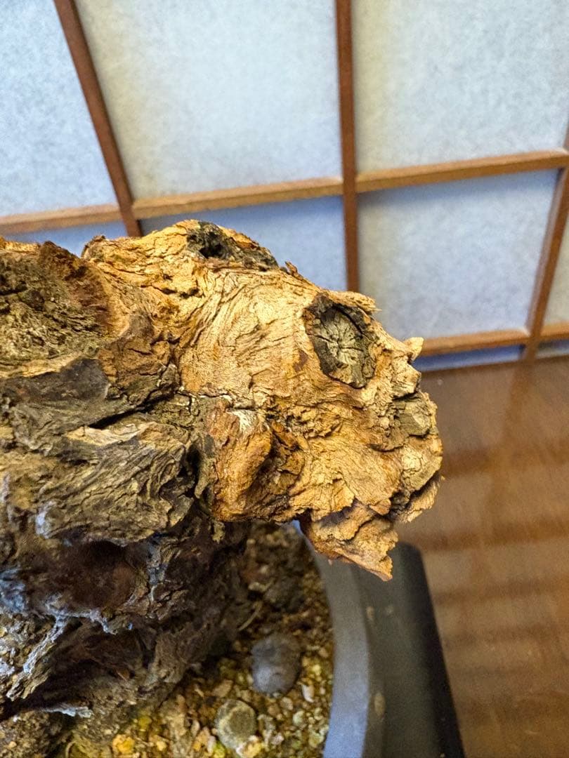 超極太❗️梅盆栽❗️フォロワー150人記念！プレゼント価格！激安❗️緋梅野梅黒松真柏