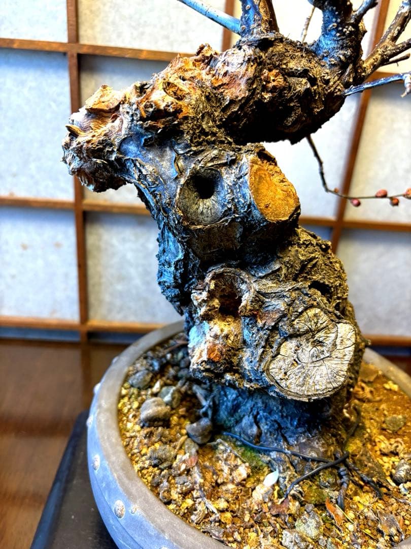 超極太❗️梅盆栽❗️フォロワー150人記念！プレゼント価格！激安❗️緋梅野梅黒松真柏