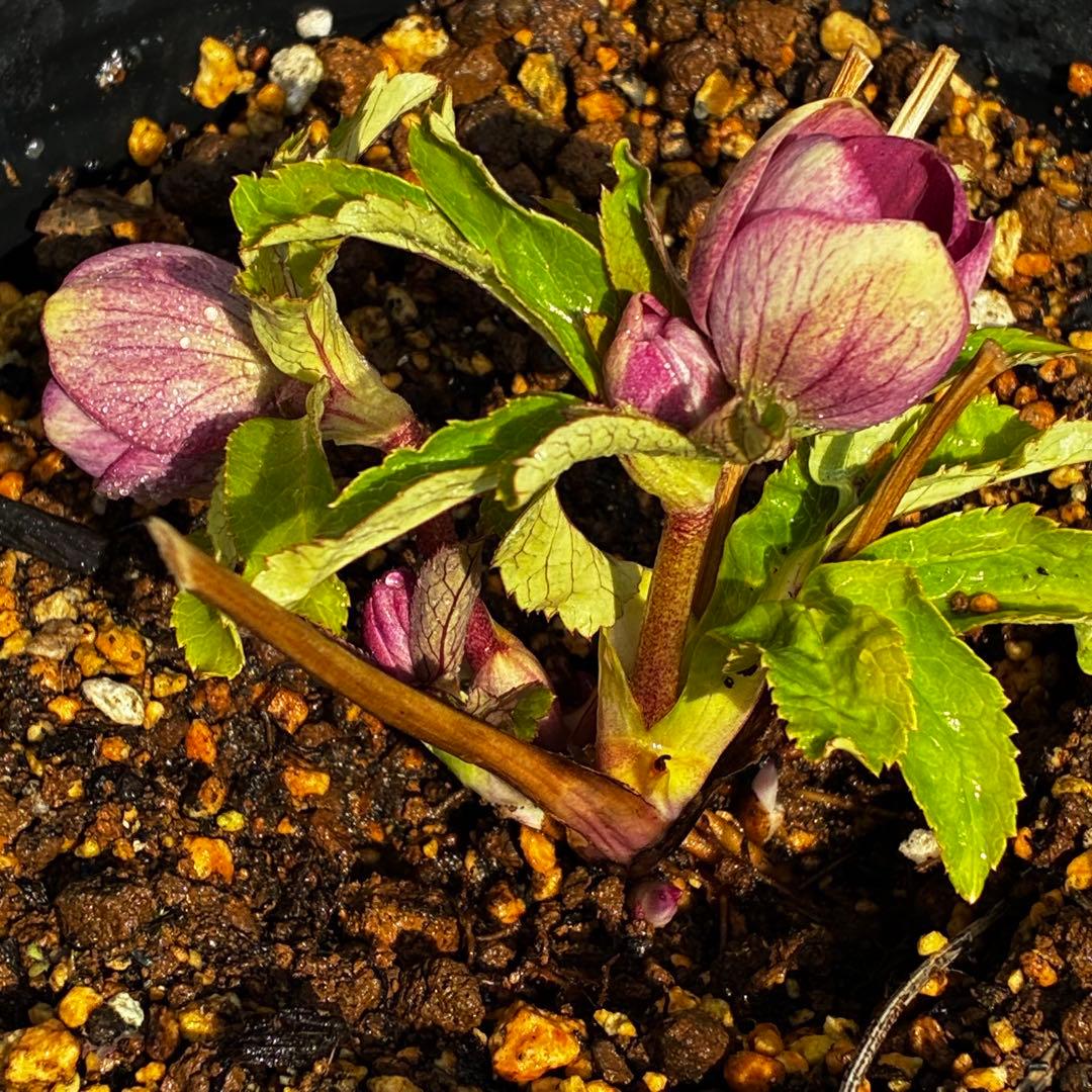 も*読様 3537☘️⭐️沢山⭐️蕾花付き☘️6号☘️極上☘️⭐️小輪⭐️ ハー