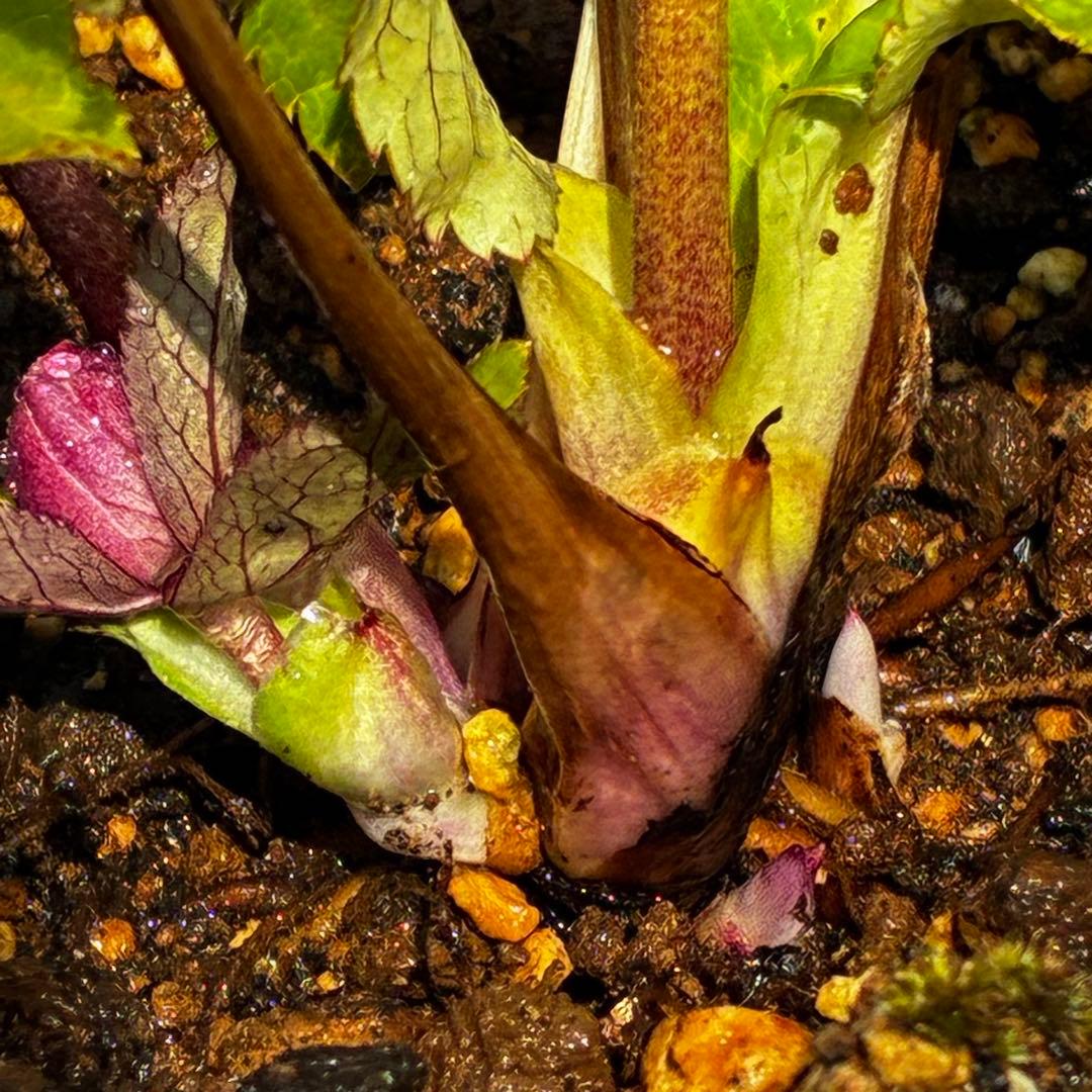 も*読様 3537☘️⭐️沢山⭐️蕾花付き☘️6号☘️極上☘️⭐️小輪⭐️ ハー