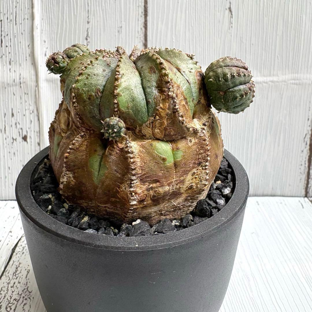 特選極上大株】ユーフォルビア オベサ 木質化 発根済み 鉢ごと発送