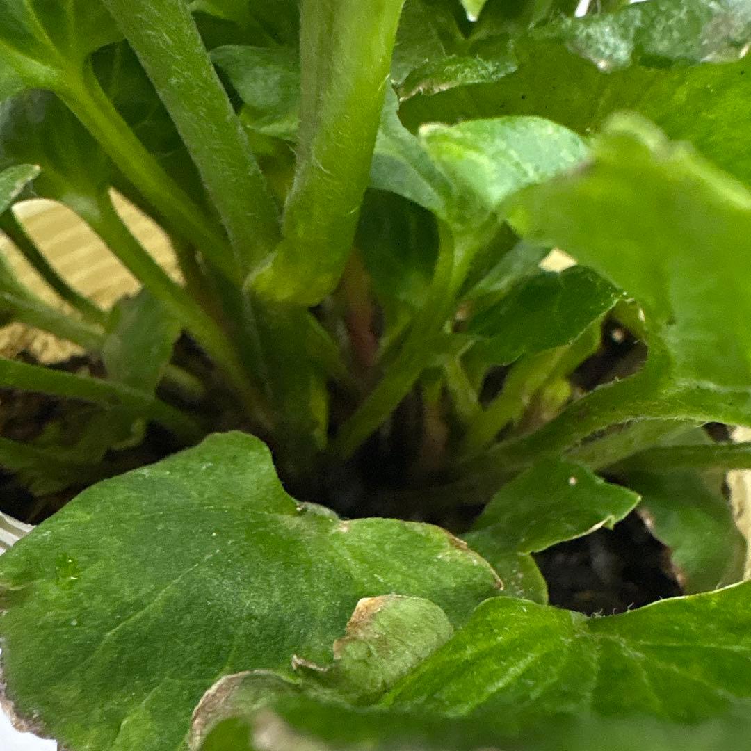 まい様専用大和園 ❤️ 抹茶パステリッシュトレイン❤️クリスマス