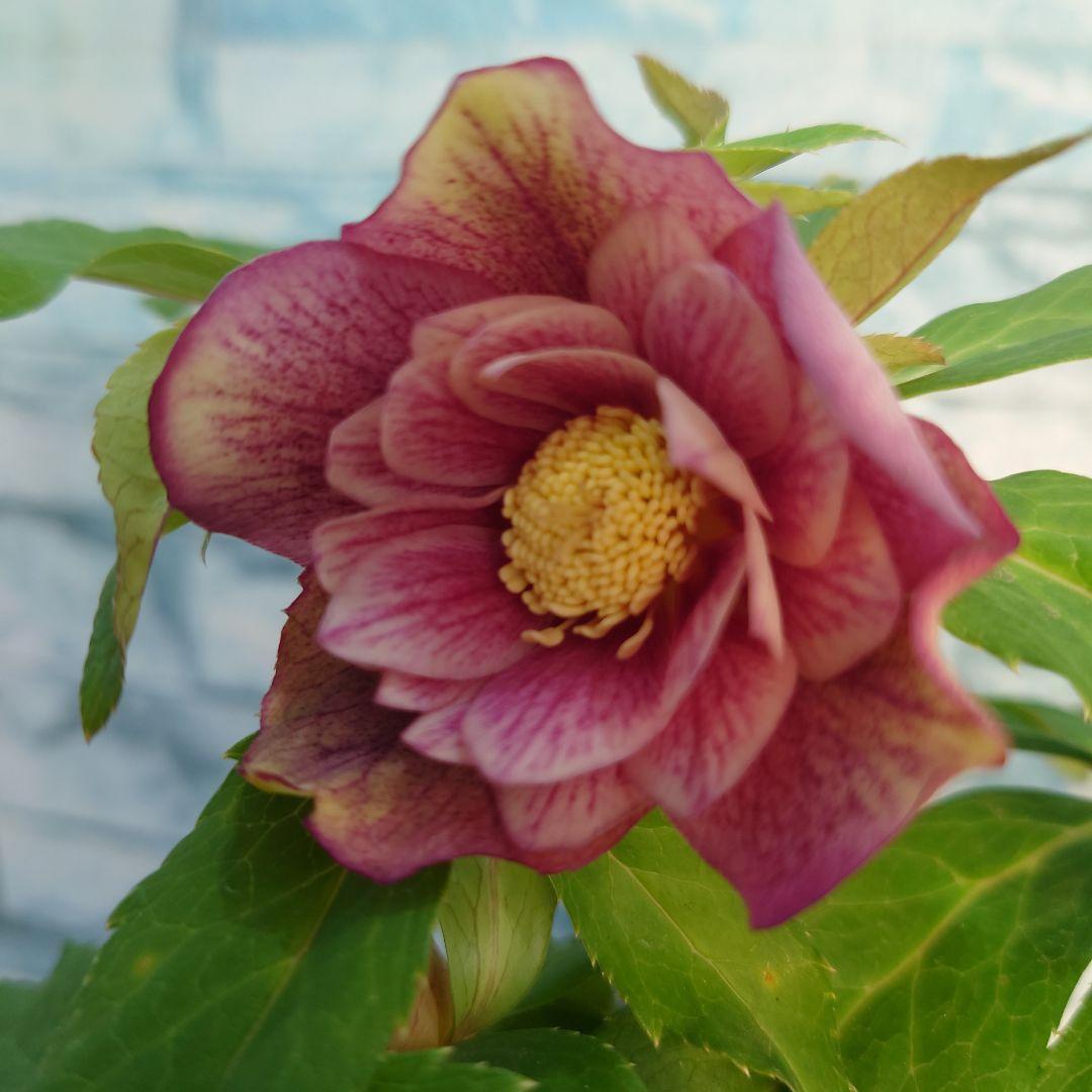 ☀️ クリスマスローズ開花株☀️ 6号スリットポット植え☀️ 苗