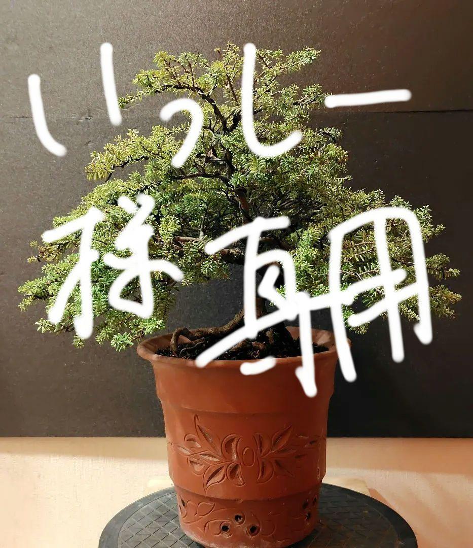 訳あり品、米栂盆栽！ 楽天市場】盆栽 ：米栂 *現品 一点物 こめつが コメツガ Kometsuga