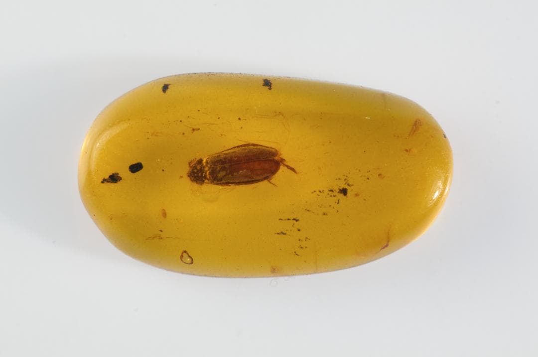 ZB374虫入り琥珀化石 ミャンマー カムティかタナイ産 9900万年前