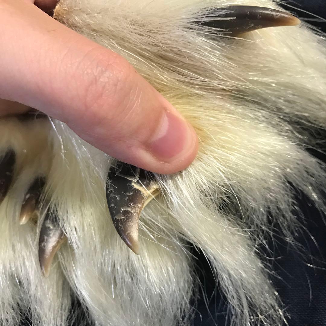 シロクマ 爪 5本セット 白熊 ホッキョクグマ 熊の爪 剥製 - メルカリ