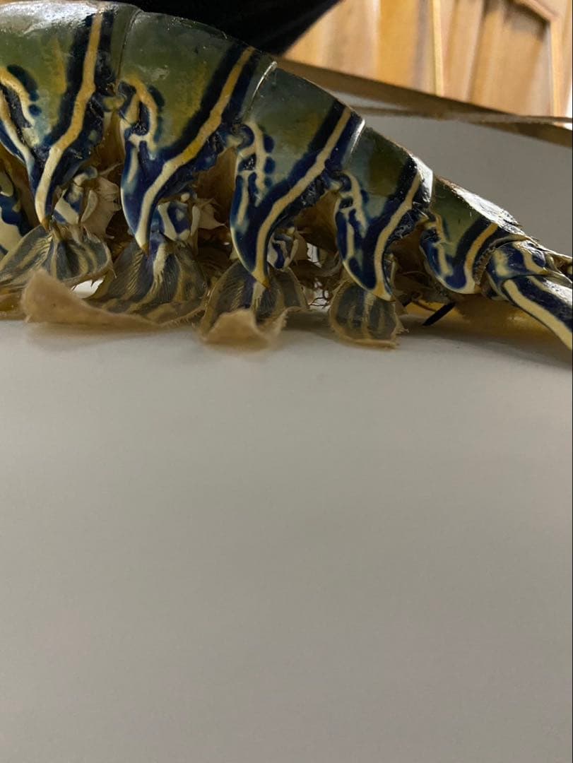 縁起物 伊勢海老 ゴシキエビ ニシキエビ 特大 剥製 標本 - メルカリ