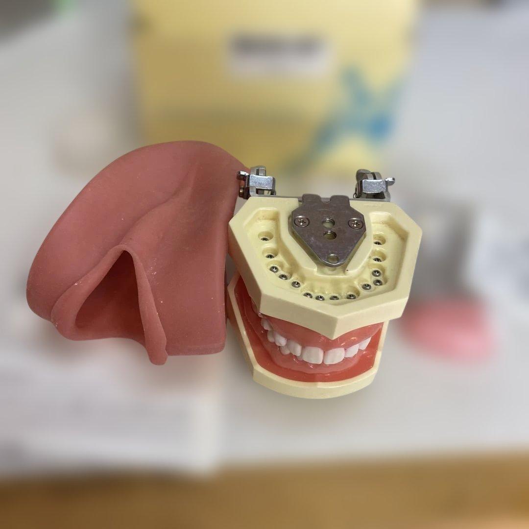 NISSIN ニッシン 顎模型 SRP用顎模型 [D16HD-500H(GSE)-MF](咬合器なし)｜株式会社ニッシン