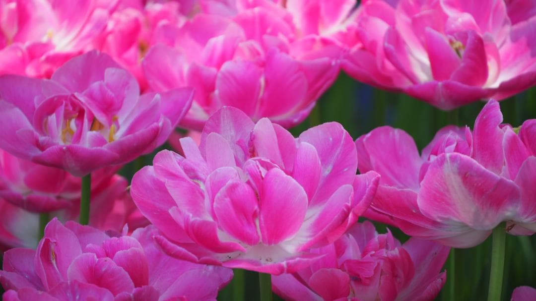 パナソニック LUMIX G VARIO 45-150mm F4.0-5.6